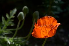 Mohn