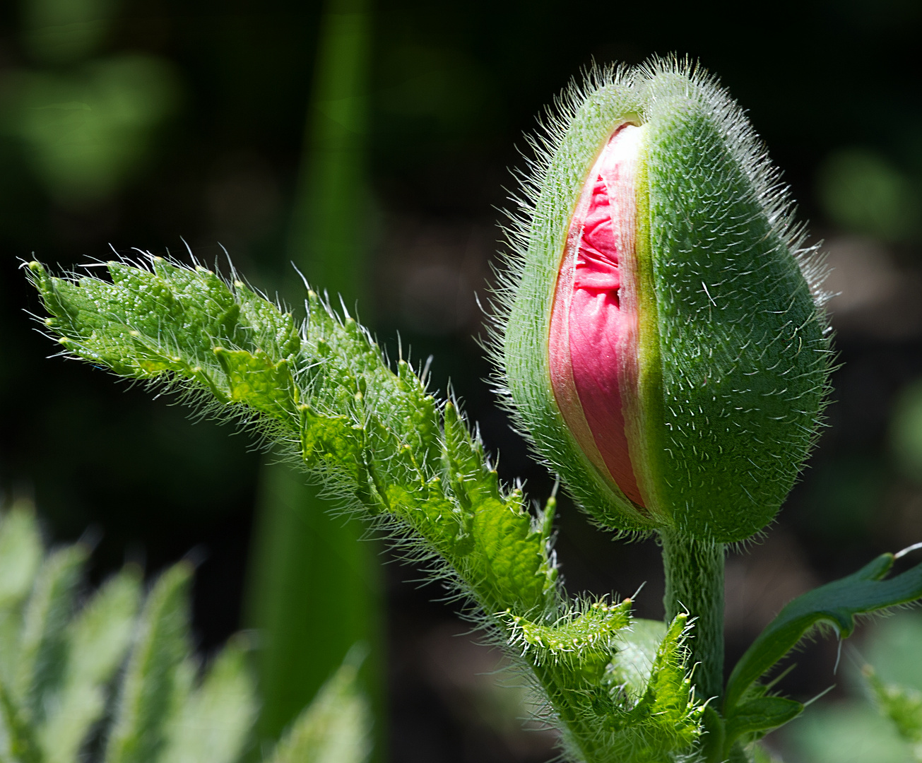 Mohn