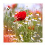 Mohn