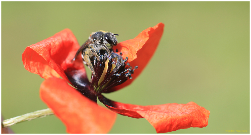 Mohn