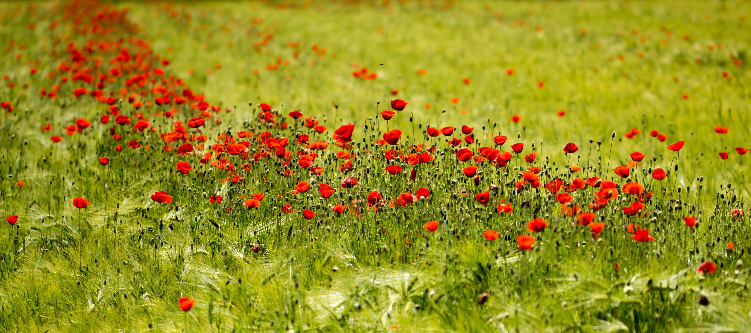 Mohn