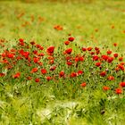 Mohn