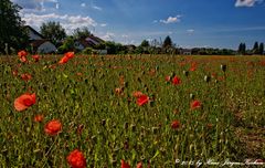 Mohn...