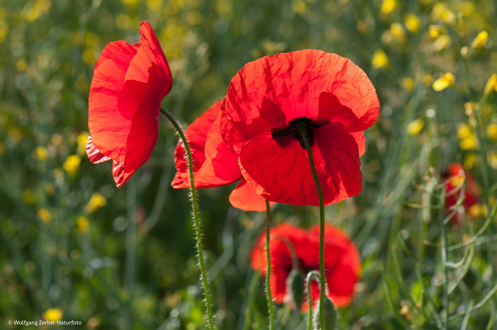 Mohn --- Foto & Bild | fotos, natur, tiere Bilder auf fotocommunity