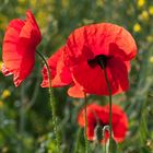 --- Mohn ---