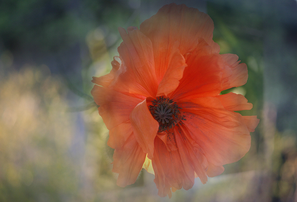 Mohn