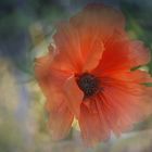 Mohn