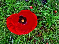 Mohn