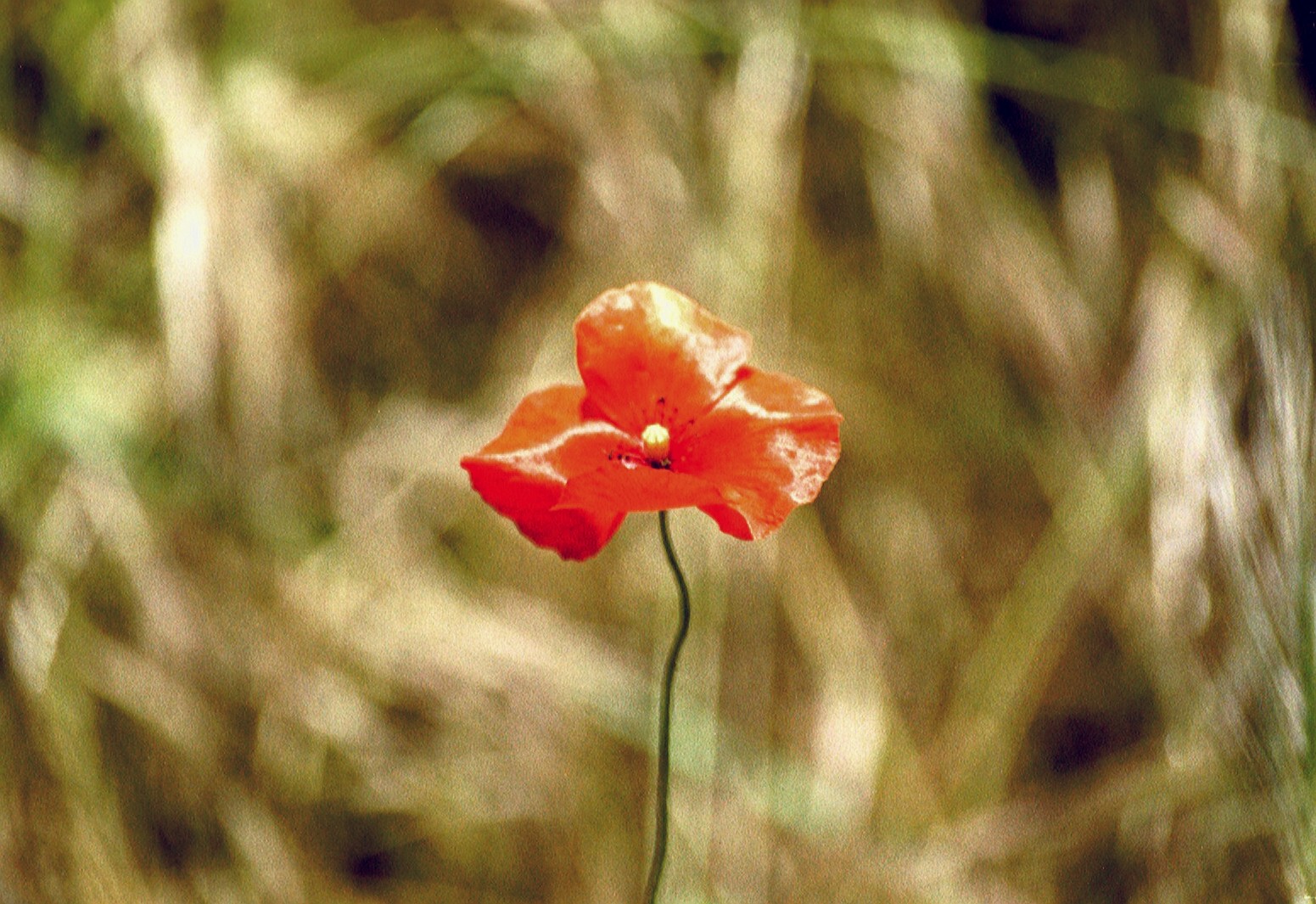 Mohn