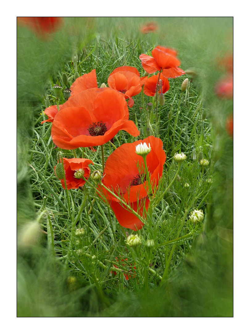 Mohn