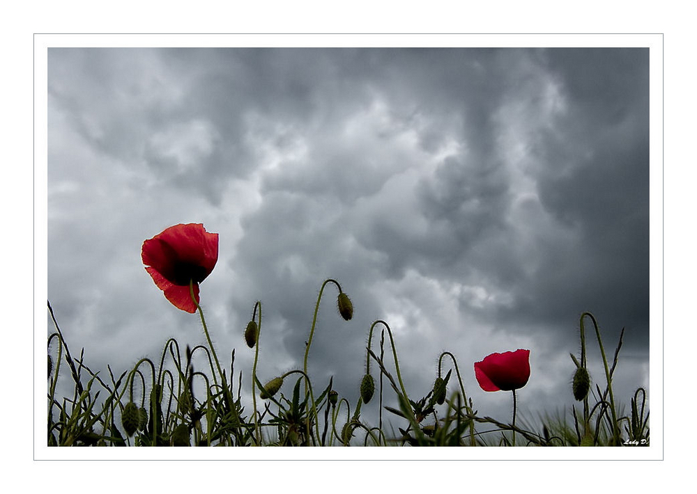 Mohn