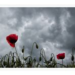 Mohn