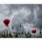 Mohn