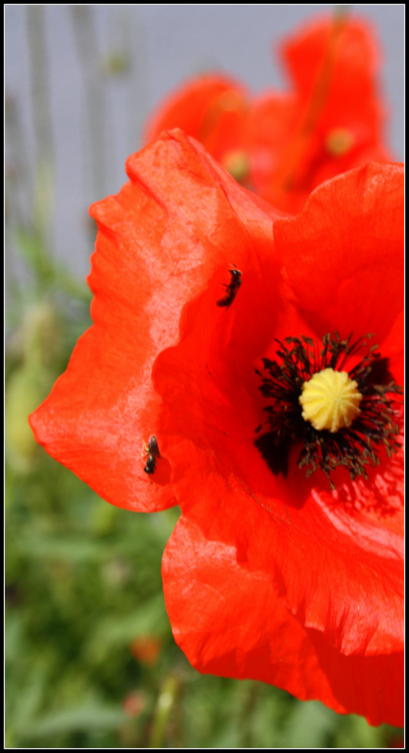 Mohn