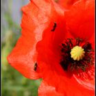 Mohn