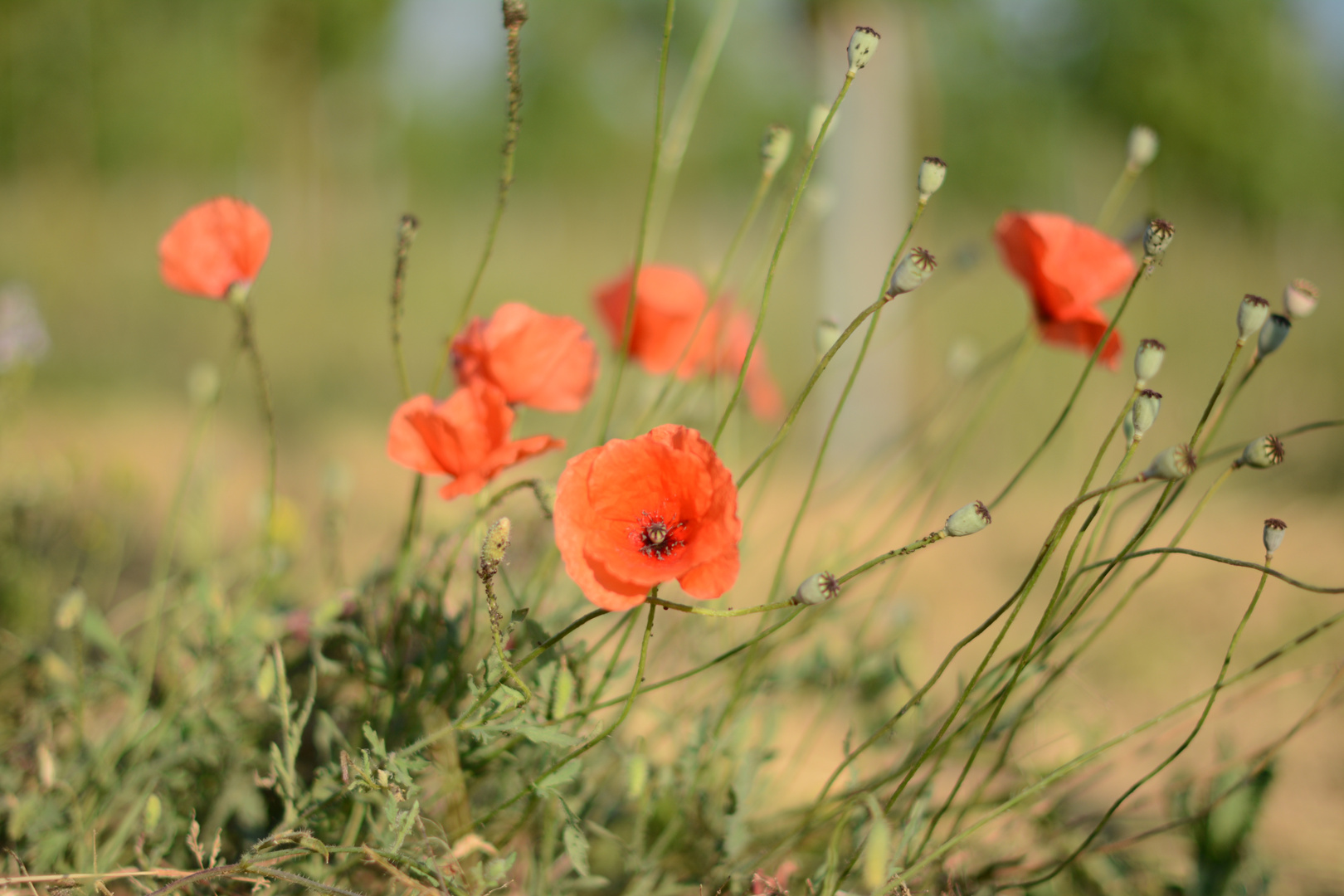 Mohn