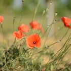 Mohn