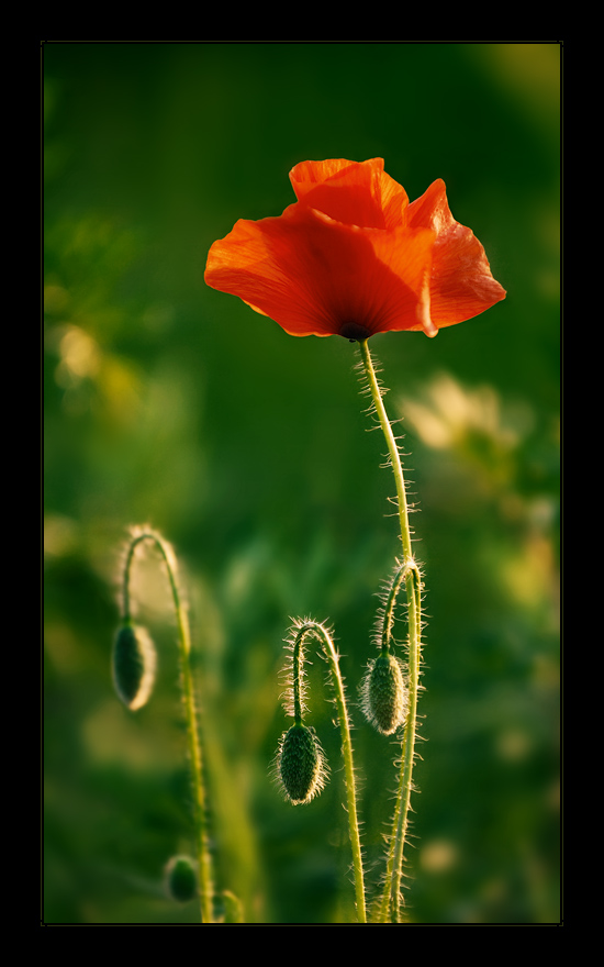 Mohn