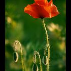 Mohn