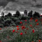 Mohn