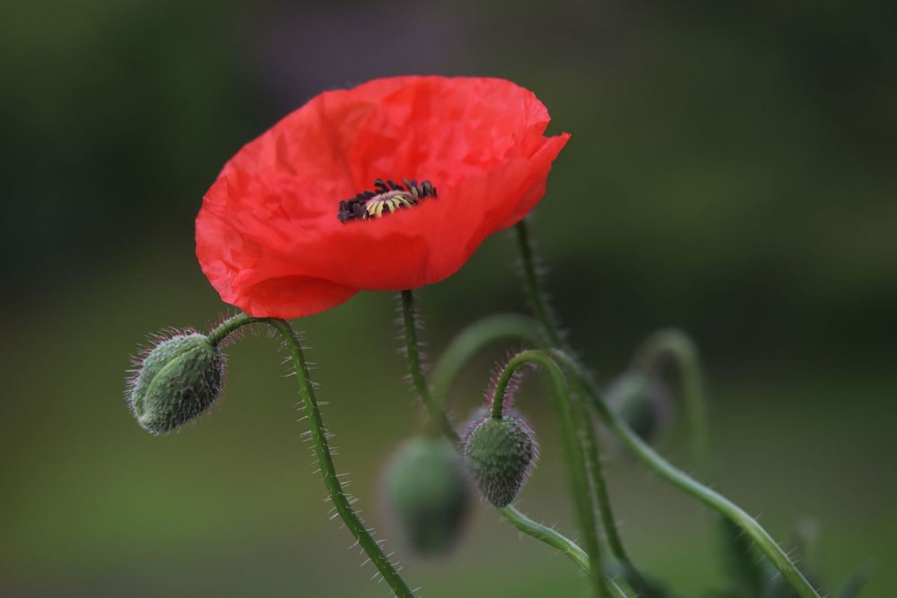 Mohn