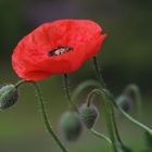 Mohn