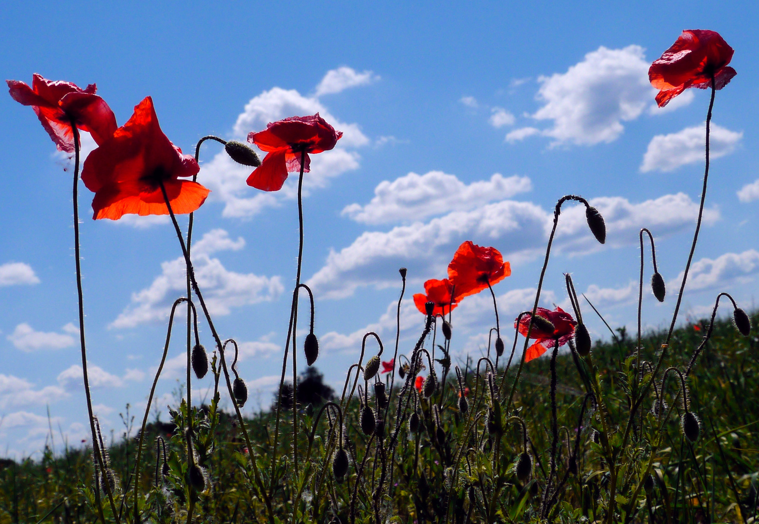 Mohn