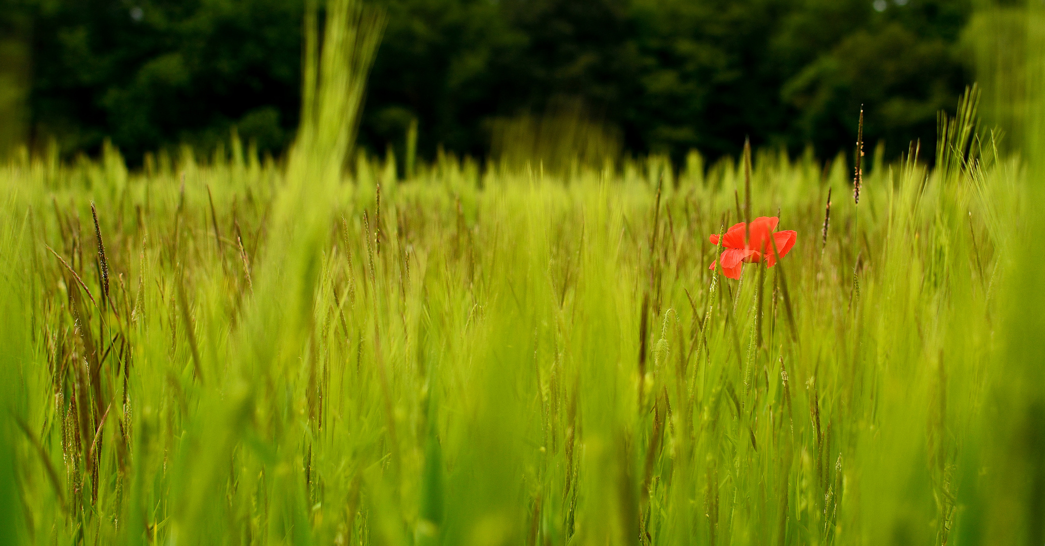 Mohn