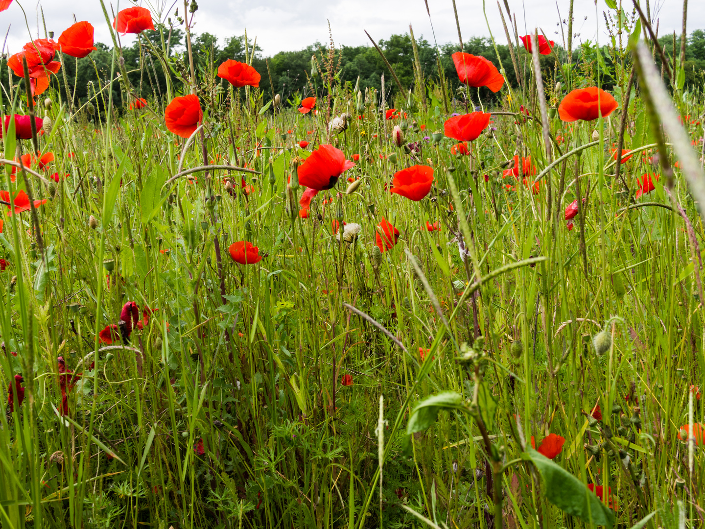 Mohn