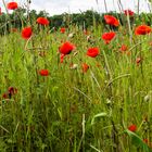 Mohn