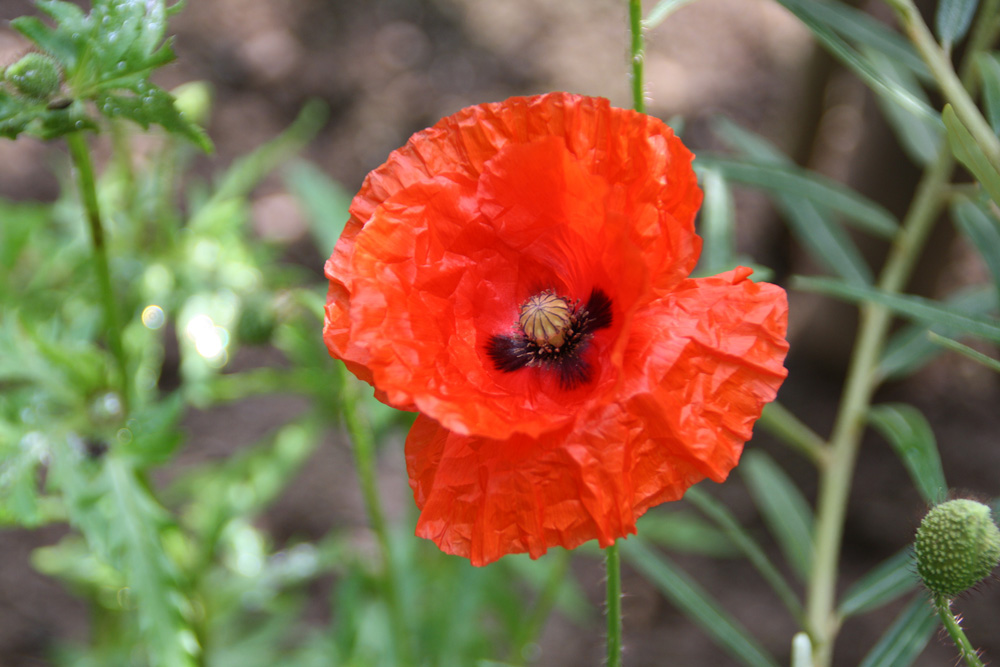 Mohn