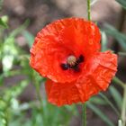 Mohn