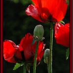 Mohn