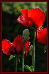 Mohn