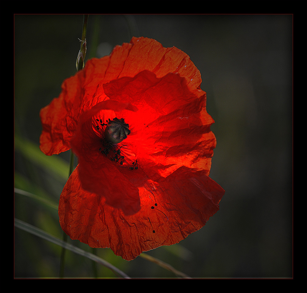 MOHN