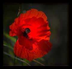 MOHN