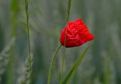 ... mohn    