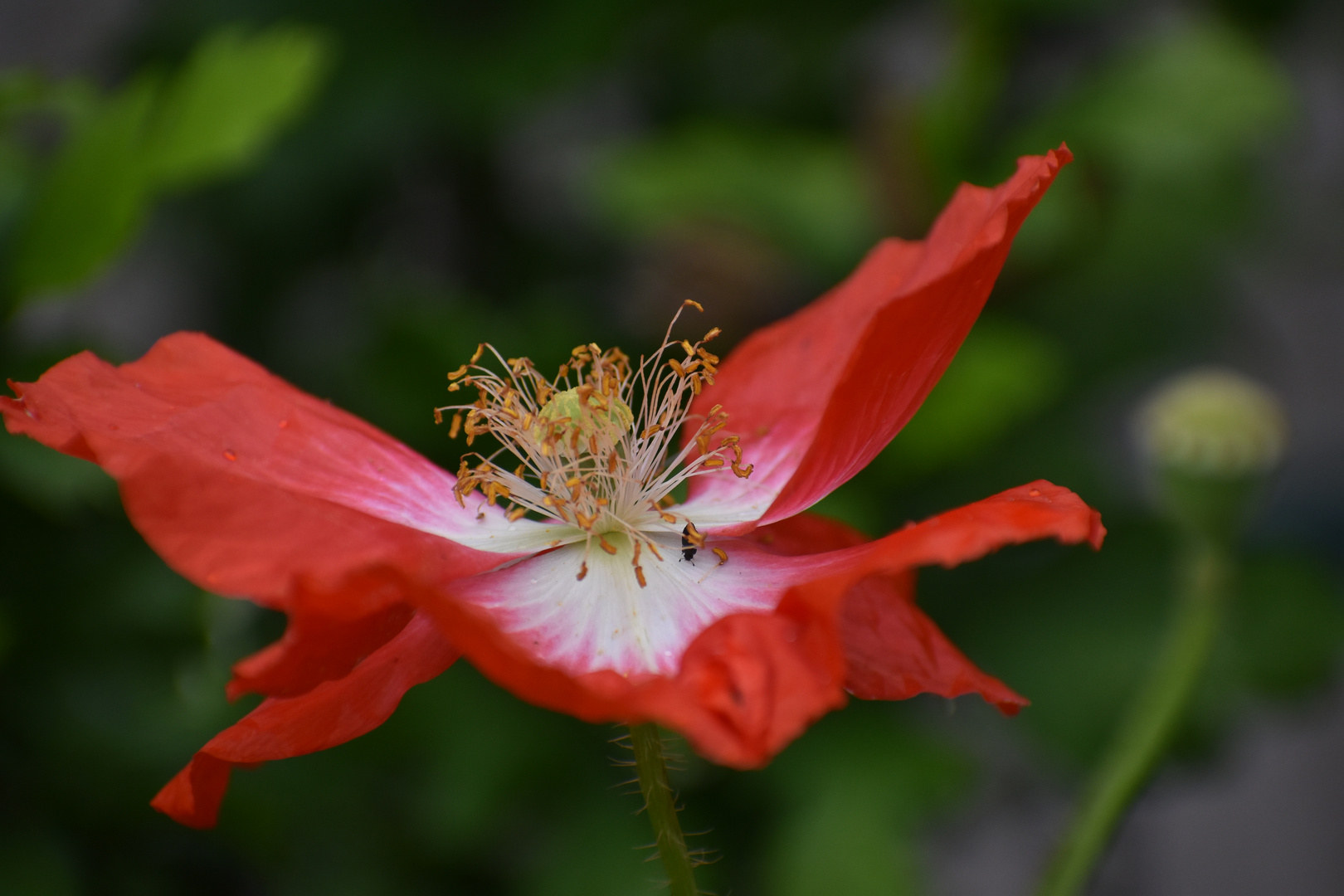 Mohn 