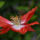 Mohn 