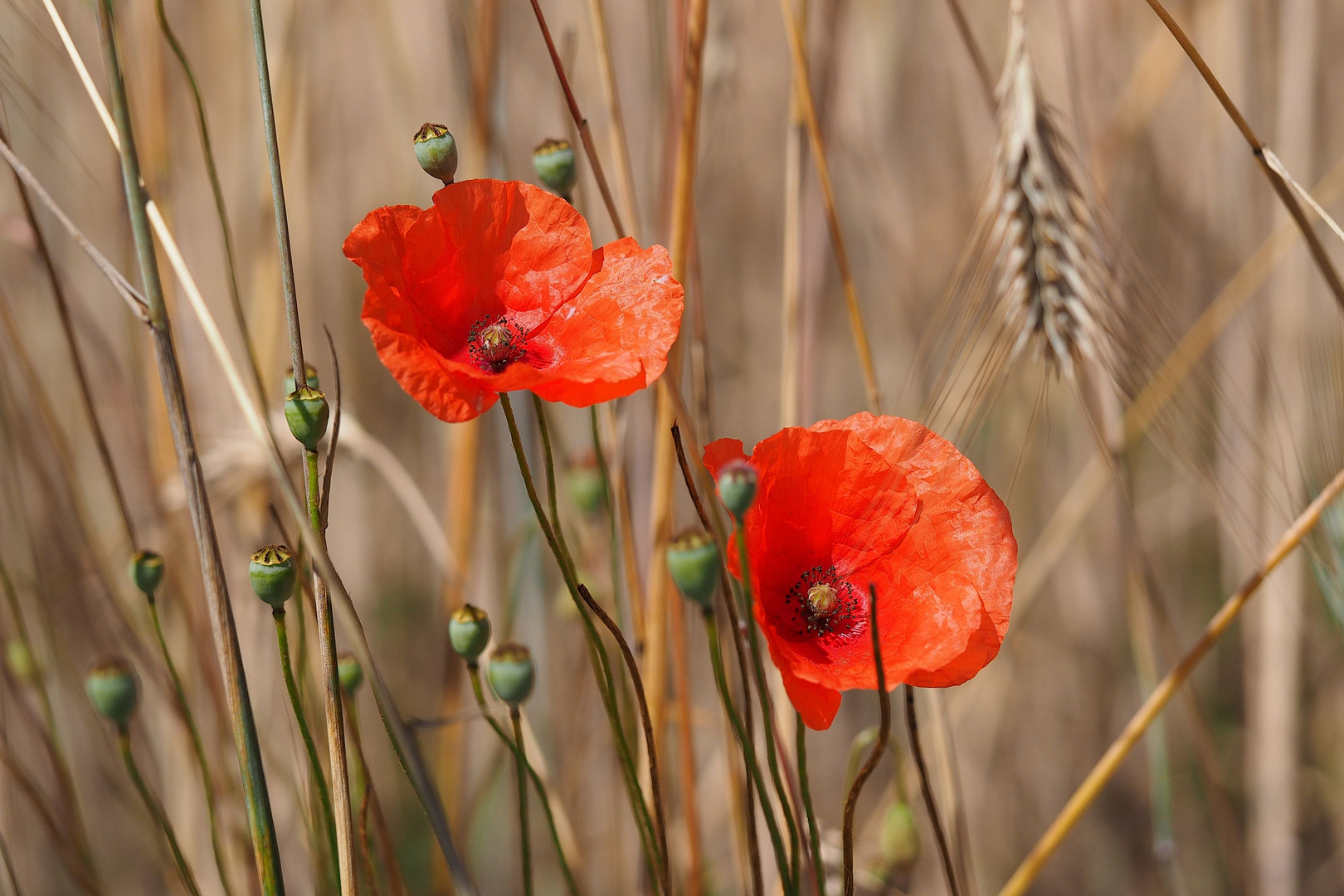 Mohn