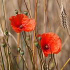 Mohn