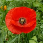 Mohn...