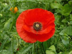 Mohn...