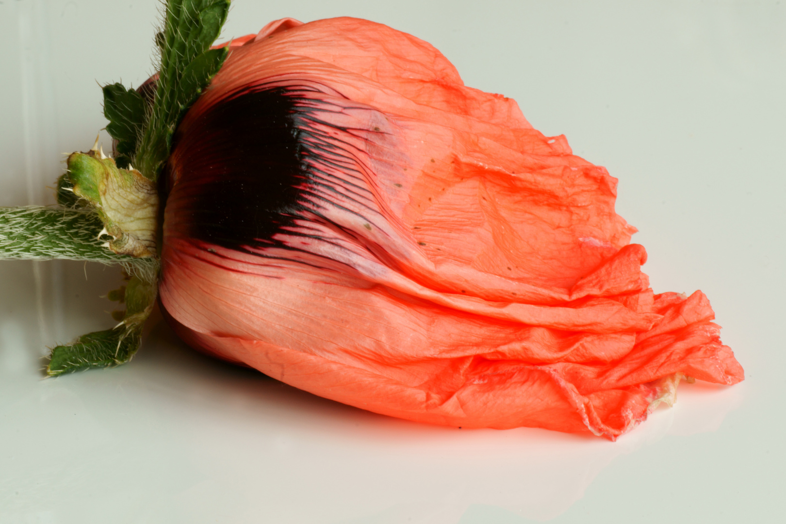 Mohn