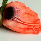 Mohn