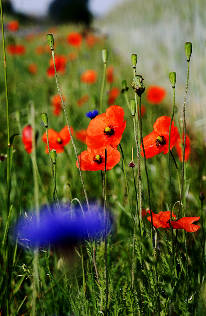 Mohn