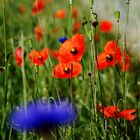 Mohn