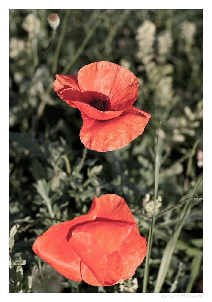 - Mohn -