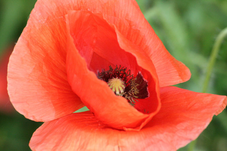 Mohn