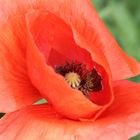 Mohn